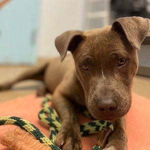 Meet your Posher, Peter